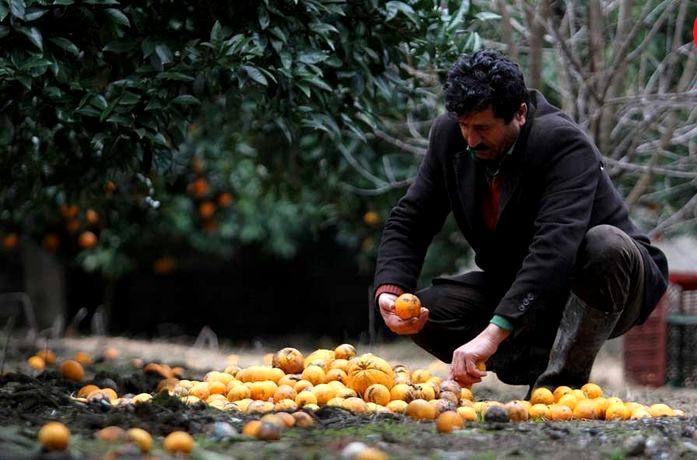 آغاز دوباره پرداخت تسهیلات ارزان قیمت به باغداران قائمشهری از 16 مرداد