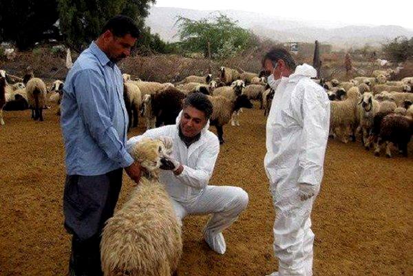 نقل و انتقال دام بدون مجوز دامپزشکی در مازندران ممنوع شد