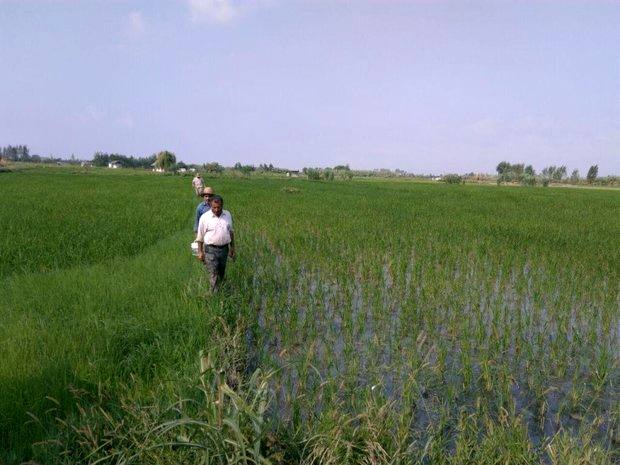 ۷ پروژه جهاد کشاورزی در قائمشهر بهره برداری شد