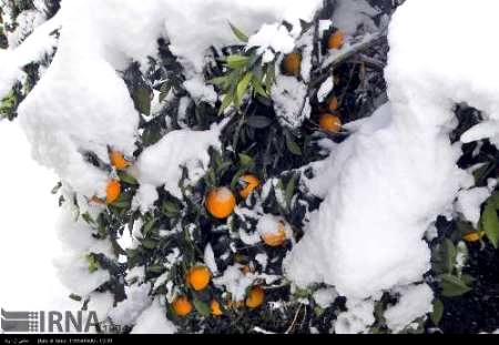 پرداخت2هزارو773میلیارد ریال کمک دولت به باغداران خسارت دیده مازندران