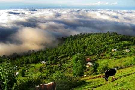 برگزاری نشست شورای مشورتی جنگل با موضوع حفظ تنوع زیستی جنگل های هیرکانی در چالوس