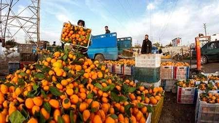 حدود 900 تن پرتقال از باغداران ساروی خریداری شد