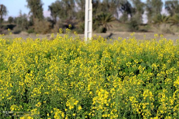 پیش بینی خرید ۲۰ هزار تن محصول کلزا در مازندران