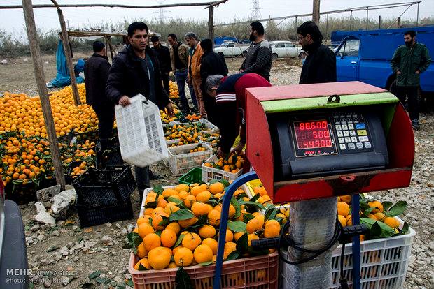 آغاز خرید توافقی و تضمینی کیوی و پرتقال در مازندران