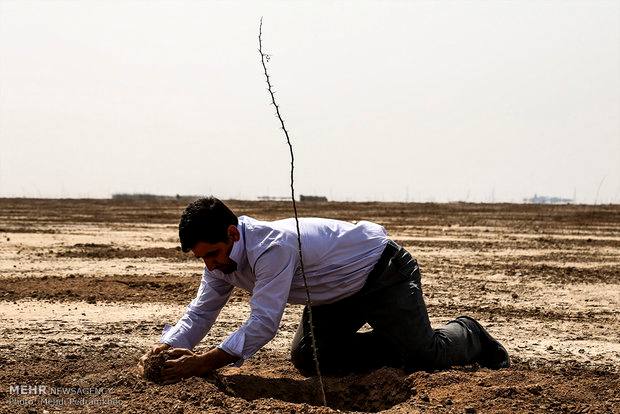 مازندران ۱۰۰ هزار اصله نهال در خوزستان غرس می کند