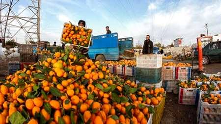 خرید پرتقال درجه یک باغداران مازندران کلید خورد