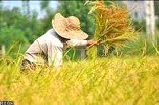 کل‌گیری برای نمونه ملی برنج پرمحصول در روستای دلمرز بخش گهرباران