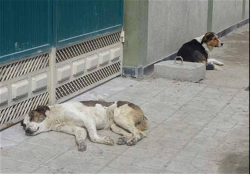 واکسیناسیون حیوانات اهلی در شهرهای مرکزی مازندران جدی گرفته شود