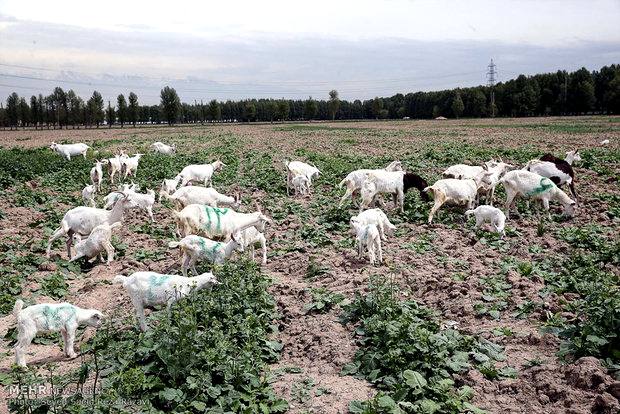 ۳ روستای مازندران پایلوت طرح بومگردی معرفی شدند