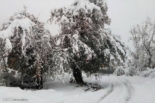 برف زود هنگام کام باغداران مرکبات را تلخ کرد