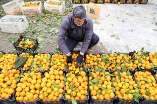 جلوگیری از واردات؛ تنها مرهمی برای باغداران مازندران