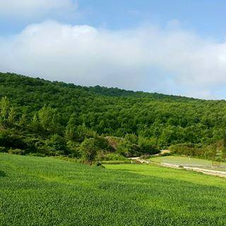 سنگ اداره ثبت جلوی پای بازگشت اراضی حاشیه جنگل قائمشهر به کشاورزی