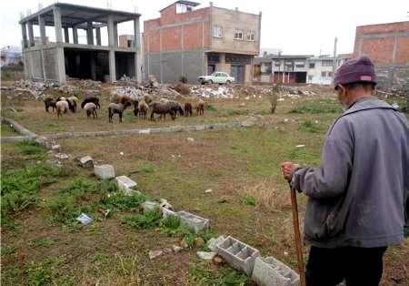 درماندگی دامداران مازندران در پیدا کردن چراگاه در مناطق قشلاقی