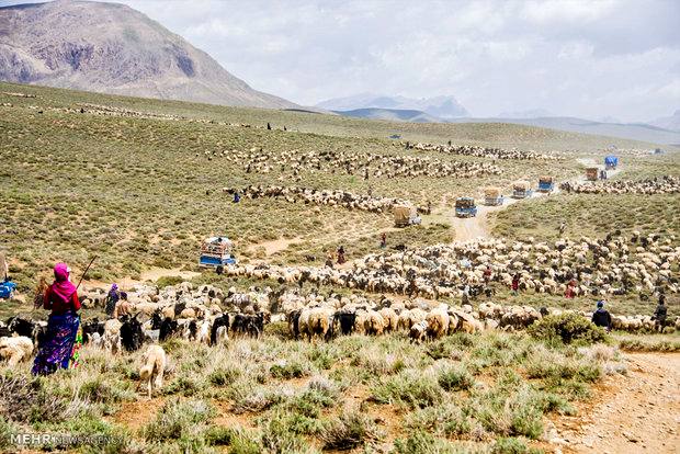 آغاز کوچ دامداران به مراتع شمال/ جلوه های همزیستی دام و طبیعت