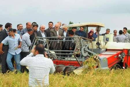 آغاز ورود برنج نوبرانه مازندران به بازار / نخستین برداشت مکانیزه آغاز شد