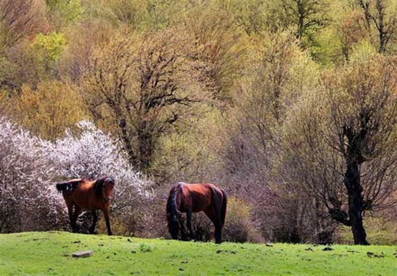 مازندشورا - مدیریت شهری و شوراهای اسلامی استان مازندران